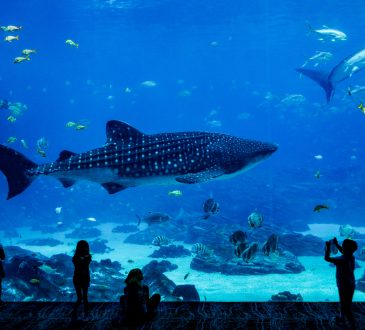 Cierre de un icónico parque marino en Miami