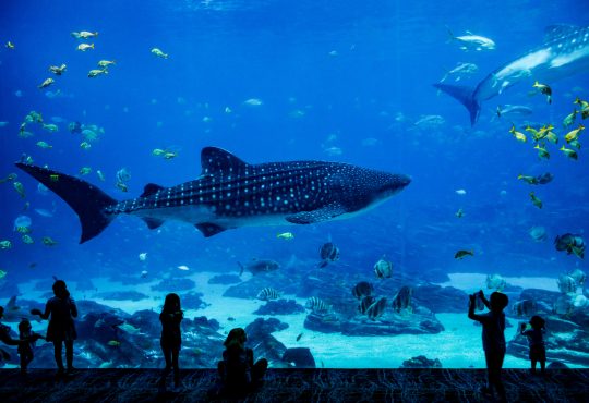 Cierre de un icónico parque marino en Miami