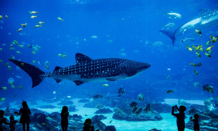 Cierre de un icónico parque marino en Miami