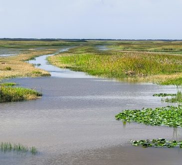 everglades