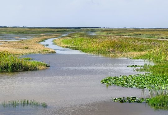 everglades