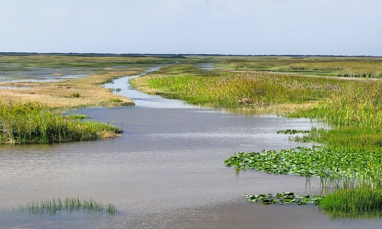 everglades
