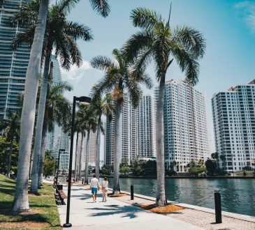 Palm trees line a walkway beside city buildings.