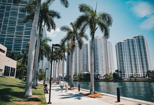 Palm trees line a walkway beside city buildings.