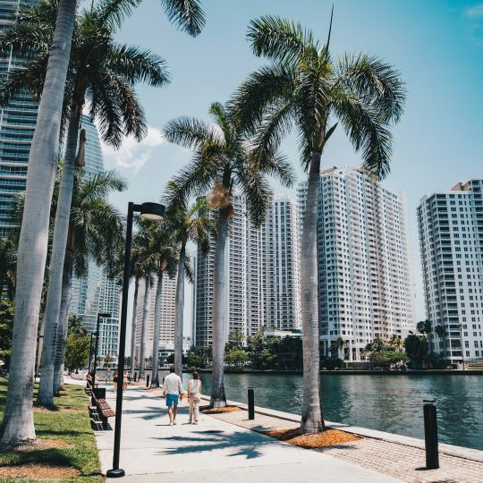 Palm trees line a walkway beside city buildings.