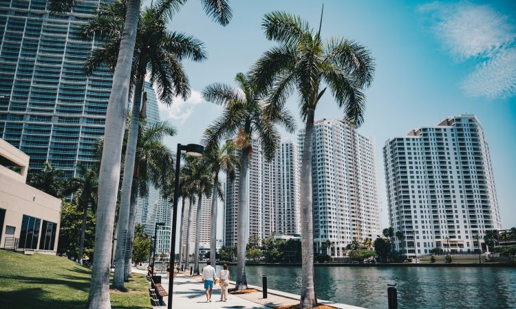 Palm trees line a walkway beside city buildings.